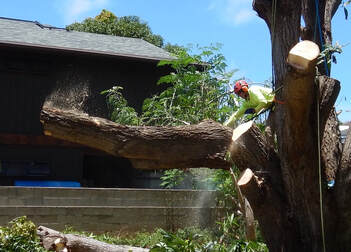 Tree Removal Honolulu