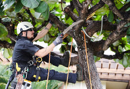 Professional Tree Pruning Honolulu