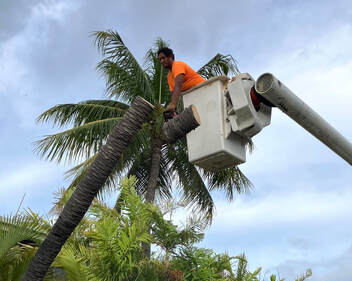 Tree Removal Honolulu